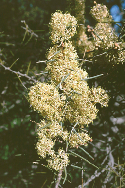 APII jpeg image of Hakea recurva subsp. recurva  © contact APII