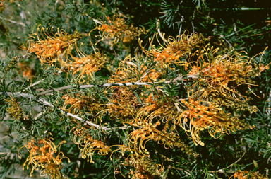 APII jpeg image of Grevillea tenuiloba  © contact APII