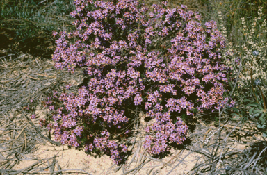 APII jpeg image of Calytrix eneabbensis  © contact APII