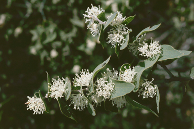 APII jpeg image of Hakea hastata  © contact APII