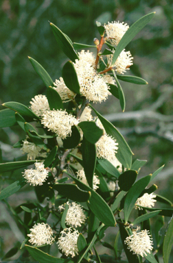 APII jpeg image of Hakea nitida  © contact APII