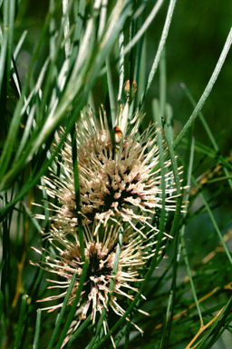 APII jpeg image of Hakea pycnoneura  © contact APII