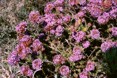 APII jpeg image of Calytrix  © contact APII