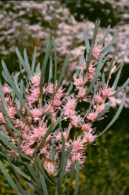 APII jpeg image of Hakea erecta  © contact APII