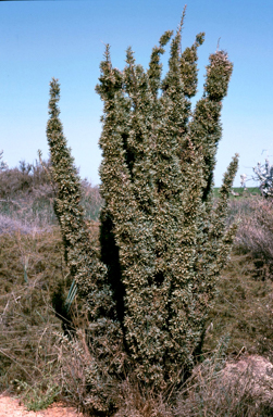 APII jpeg image of Hakea aculeata  © contact APII