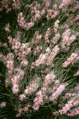 APII jpeg image of Hakea rigida  © contact APII