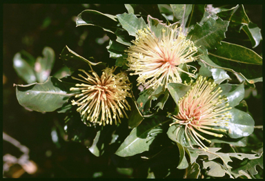 APII jpeg image of Banksia ilicifolia  © contact APII