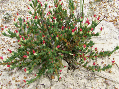 APII jpeg image of Lechenaultia tubiflora  © contact APII