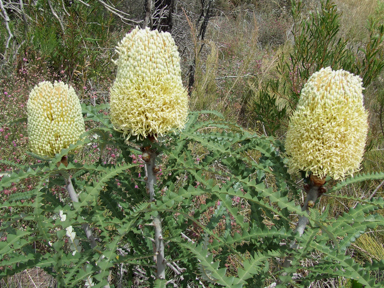 APII jpeg image of Banksia speciosa  © contact APII