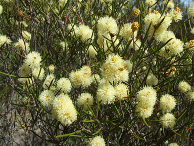 APII jpeg image of Melaleuca hamata  © contact APII