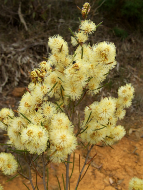 APII jpeg image of Melaleuca hamata  © contact APII