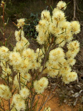 APII jpeg image of Melaleuca hamata  © contact APII