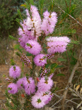 APII jpeg image of Melaleuca glaberrima  © contact APII