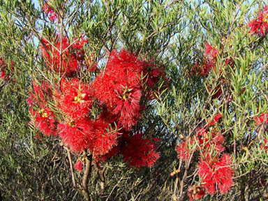 APII jpeg image of Melaleuca fulgens subsp. fulgens  © contact APII