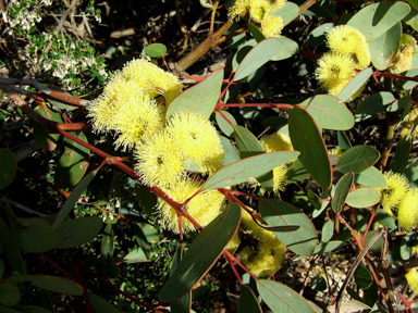 APII jpeg image of Eucalyptus preissiana  © contact APII