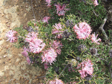 APII jpeg image of Isopogon dubius  © contact APII