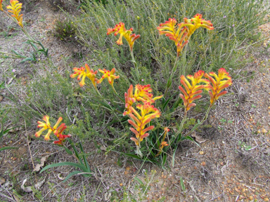 APII jpeg image of Anigozanthos humilis  © contact APII