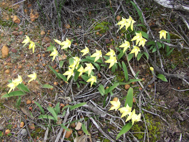 APII jpeg image of Caladenia flava  © contact APII