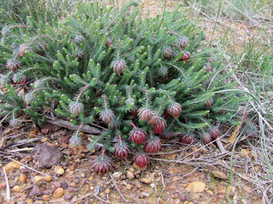 APII jpeg image of Darwinia neildiana  © contact APII