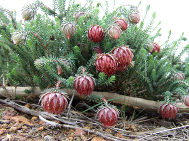 APII jpeg image of Darwinia neildiana  © contact APII