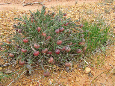 APII jpeg image of Darwinia neildiana  © contact APII