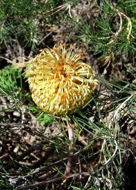 APII jpeg image of Banksia leptophylla var. melletica  © contact APII