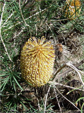 APII jpeg image of Banksia leptophylla var. melletica  © contact APII