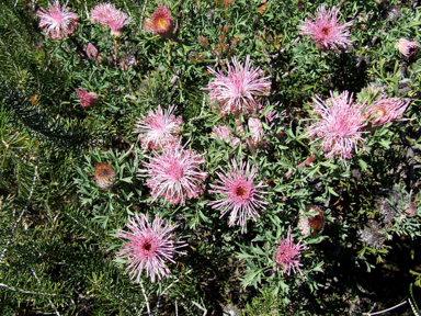 APII jpeg image of Isopogon  © contact APII