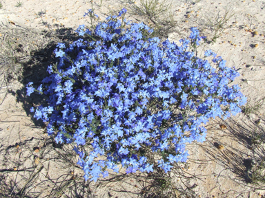 APII jpeg image of Lechenaultia biloba  © contact APII