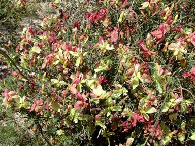 APII jpeg image of Lechenaultia linarioides  © contact APII