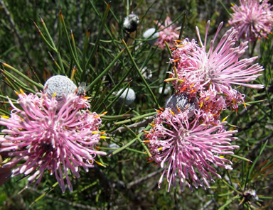 APII jpeg image of Isopogon  © contact APII