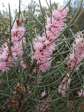 APII jpeg image of Hakea rigida  © contact APII