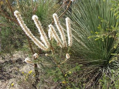 APII jpeg image of Hakea costata  © contact APII