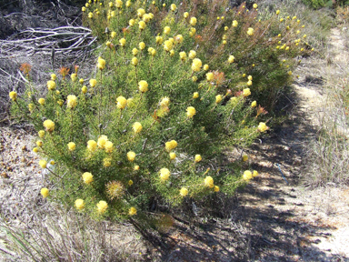 APII jpeg image of Petrophile drummondii  © contact APII