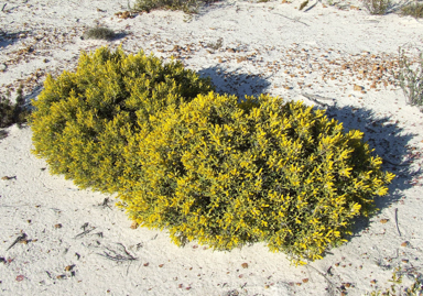 APII jpeg image of Synaphea spinulosa  © contact APII