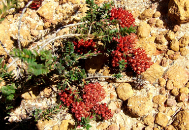 APII jpeg image of Darwinia sanguinea  © contact APII