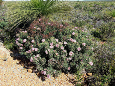 APII jpeg image of Isopogon dubius  © contact APII