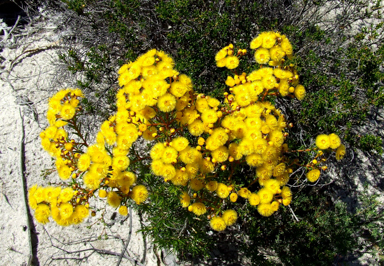 APII jpeg image of Verticordia chrysanthera  © contact APII