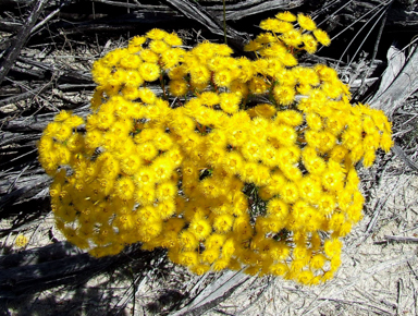 APII jpeg image of Verticordia chrysanthera  © contact APII