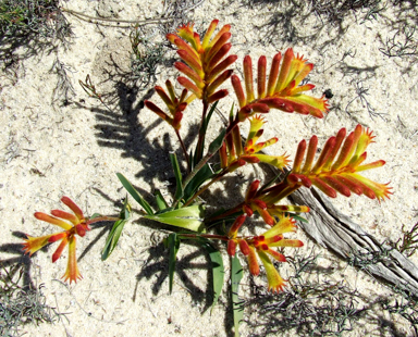 APII jpeg image of Anigozanthos humilis  © contact APII