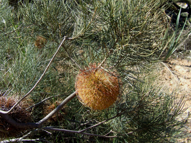 APII jpeg image of Banksia leptophylla var. melletica  © contact APII