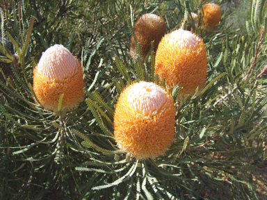 APII jpeg image of Banksia hookeriana  © contact APII