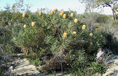 APII jpeg image of Banksia hookeriana  © contact APII