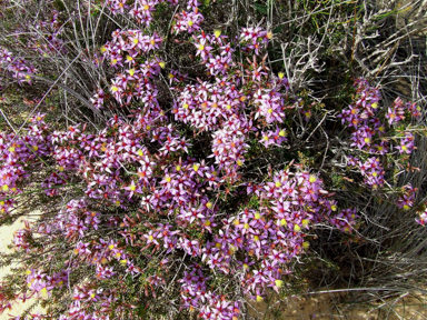 APII jpeg image of Calytrix eneabbensis  © contact APII