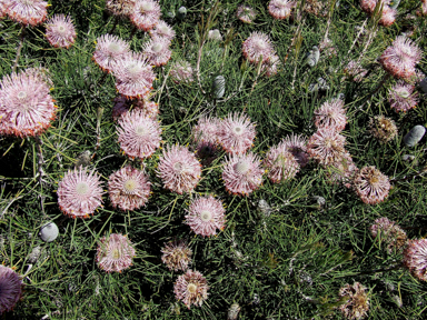 APII jpeg image of Isopogon  © contact APII