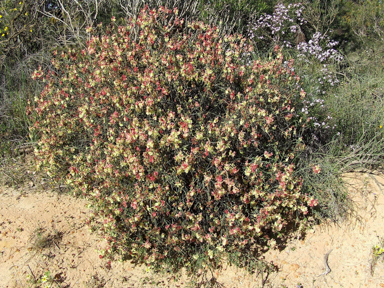 APII jpeg image of Lechenaultia linarioides  © contact APII