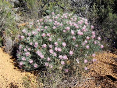 APII jpeg image of Isopogon  © contact APII