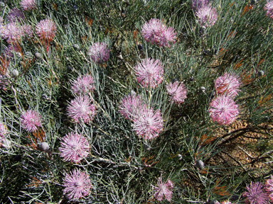 APII jpeg image of Isopogon  © contact APII