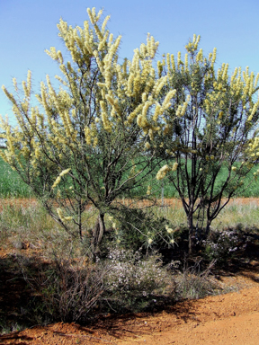 APII jpeg image of Hakea recurva subsp. recurva  © contact APII