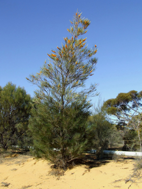 APII jpeg image of Grevillea excelsior  © contact APII